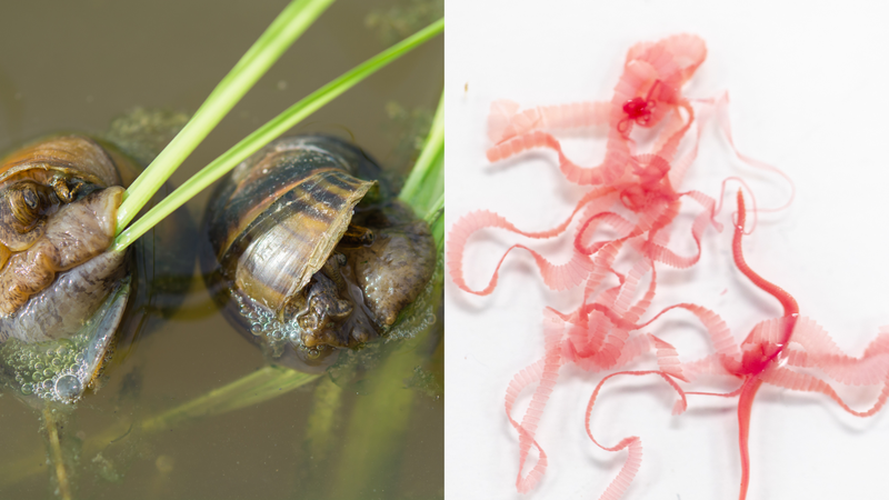 Ốc là vật chủ trung gian của nhiều loại ký sinh trùng