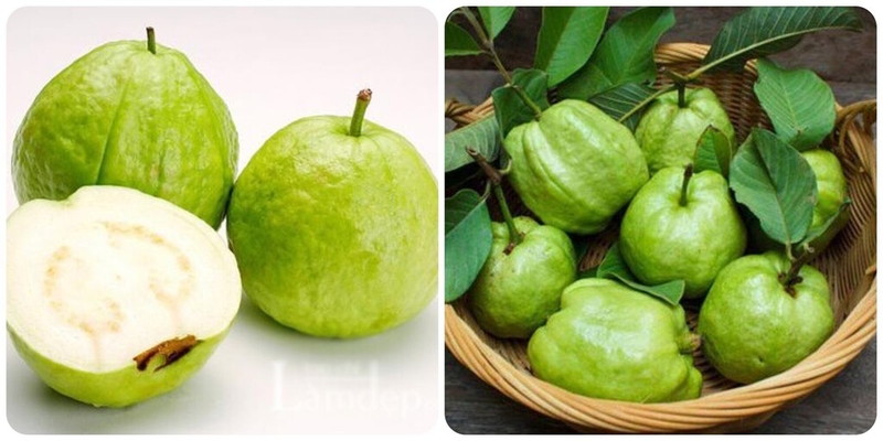 Ăn ổi có mất sữa không và những lưu ý khi ăn ổi cho bà mẹ sau sinh 3