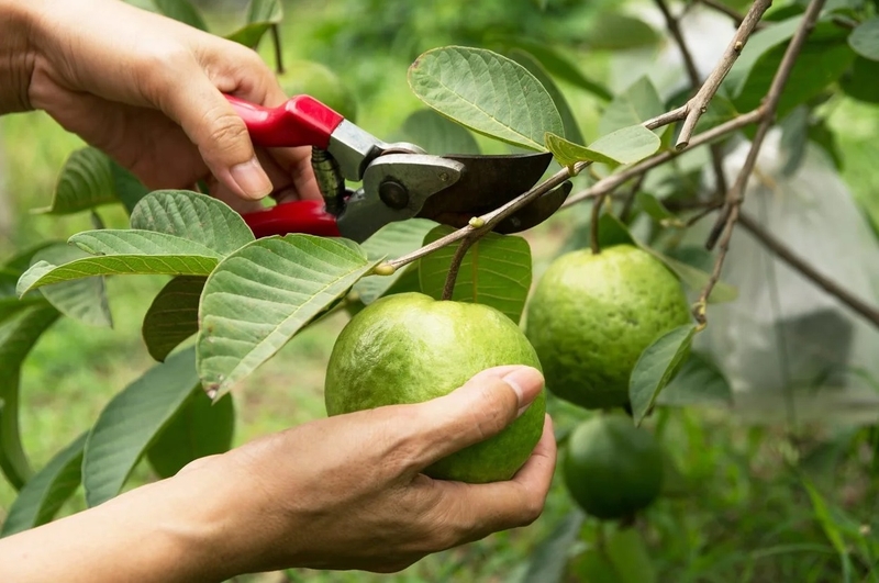 ăn ổi khi đói 1