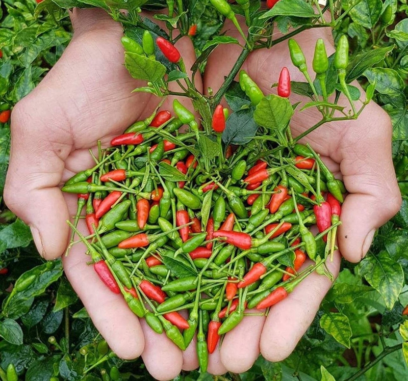 Ăn ớt có tác dụng gì cho sức khỏe? 2