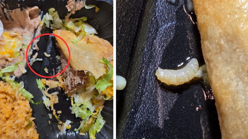 Cần theo dõi triệu chứng sau khi ăn phải giòi để đến bệnh viện kịp thời