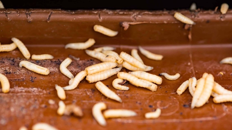 Nhiều người lo lắng muốn biết ăn phải giòi có sao không