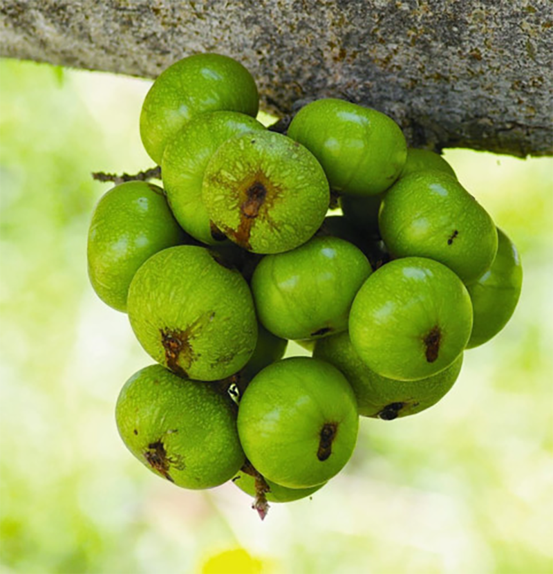 Ăn quả sung có tốt không? Nên hay không nên ăn quả sung mỗi ngày? 4