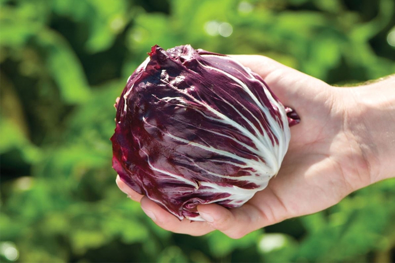 Ăn rau diếp xoăn Radicchio có tác dụng gì? 2