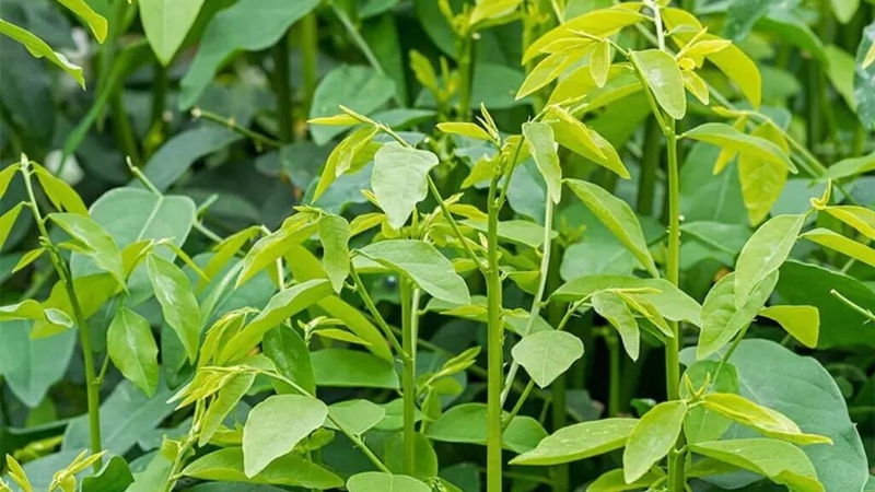 Ăn rau ngót có giảm cân không? Tìm hiểu tác dụng và ưu điểm của rau ngót 1