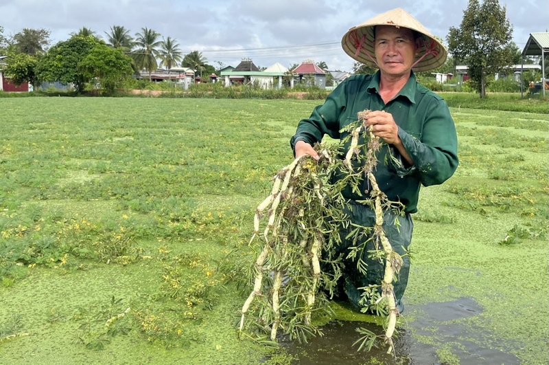 Ăn rau nhút có bị mất sữa không? Tác dụng đặc biệt của rau nhút 1