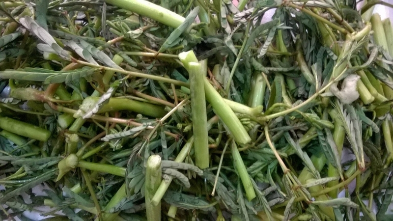 Ăn rau nhút nhiều có tốt không? Những điều cần lưu ý khi ăn rau nhút 3