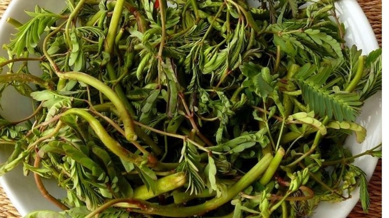 Ăn rau nhút nhiều có tốt không? Những điều cần lưu ý khi ăn rau nhút 4