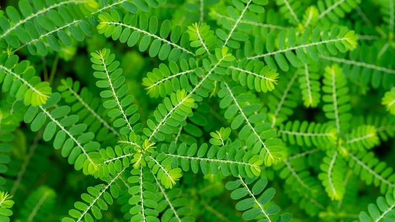 Sau sinh ăn rau răm có mất sữa không? Một số vị thuốc lợi sữa cho mẹ 3