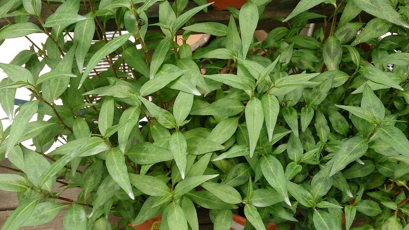 Ăn rau răm có tốt không? Những lợi ích khi ăn rau răm đúng cách 1