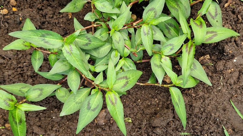 Ăn rau răm có tốt không? Những lợi ích khi ăn rau răm đúng cách 3