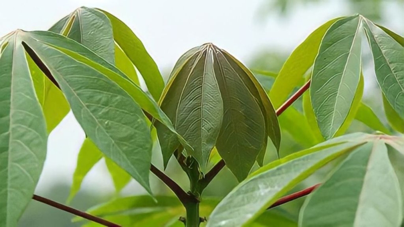 Ăn rau sắn và những điều cần biết 1