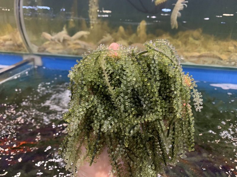 Nên ăn rong nho vào thời điểm nào là tốt nhất 1