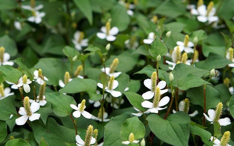 Ăn sống rau diếp cá có tác dụng gì? Những bài thuốc dân gian từ rau diếp cá 1