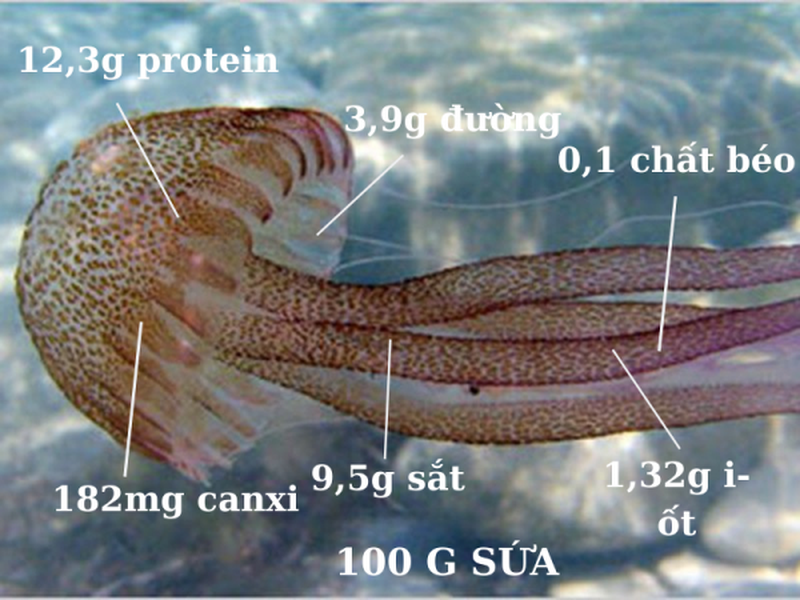 Ăn sứa có tốt không? Có ảnh hưởng gì tới sức khỏe không? 1