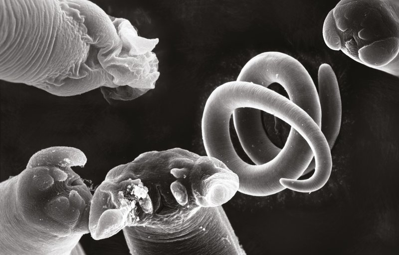 Ăn tiết canh bò có tốt không - Lợi ích và tác hại 1