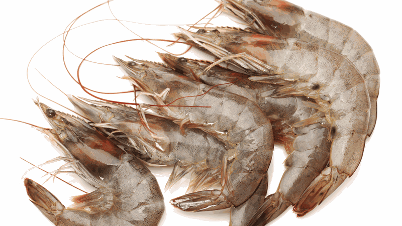 Ăn tôm biển có tác dụng gì? Giá trị dinh dưỡng của tôm biển 1