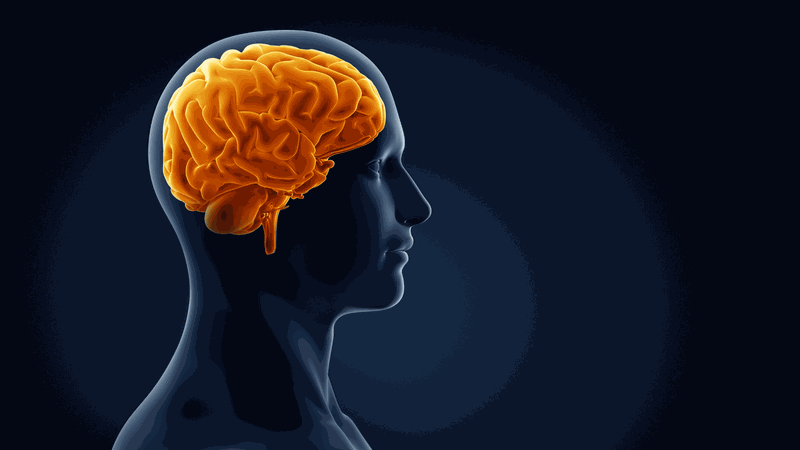 Ăn tôm biển có tác dụng gì? Giá trị dinh dưỡng của tôm biển 3