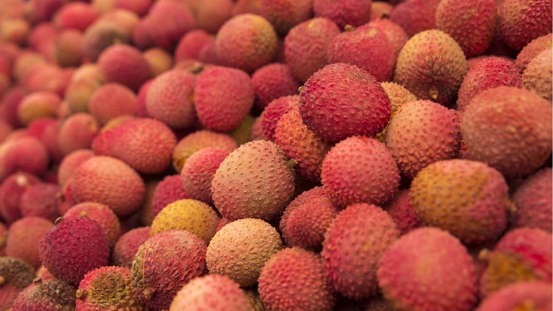 Việc ăn vải trước khi lái xe hoàn toàn không ảnh hưởng đến sức khỏe và an toàn