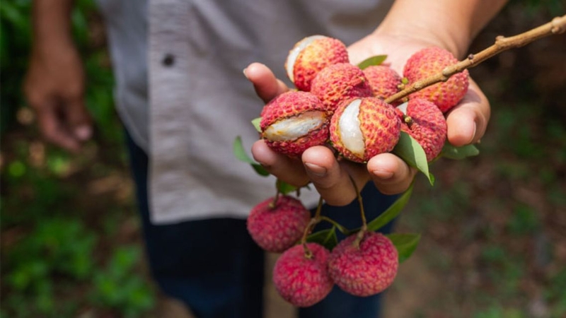Nên tránh ăn quá nhiều vải, nhất là vải có dấu hiệu lên men trước khi đo nồng độ cồn