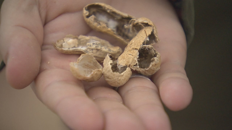 Ăn vỏ lạc có tốt không? 3