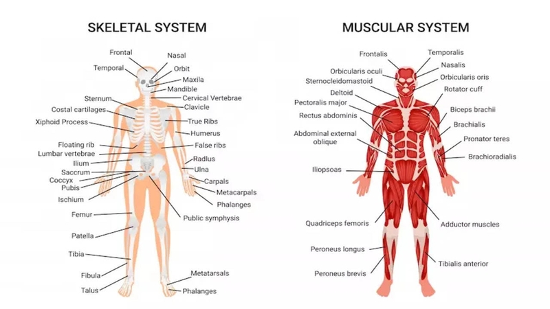 Anatomy giúp hiểu sâu về cấu tạo chi tiết các bộ phận ở người hay những động vật khác