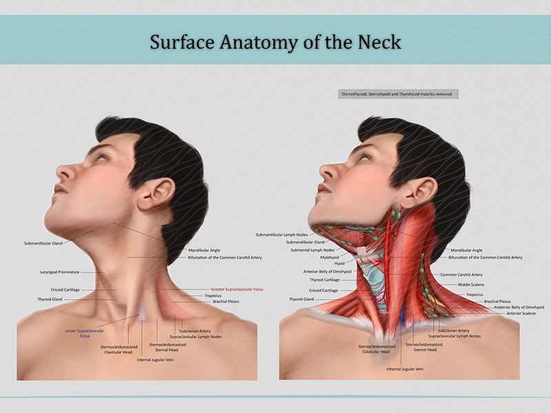 Giải phẫu bề mặt là một trong những phương thức mô tả của Anatomy