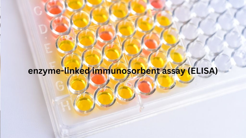 Anti-HBc IgM: Xét Nghiệm Quan Trọng Trong Chẩn Đoán Viêm Gan B Cấp Tính 3