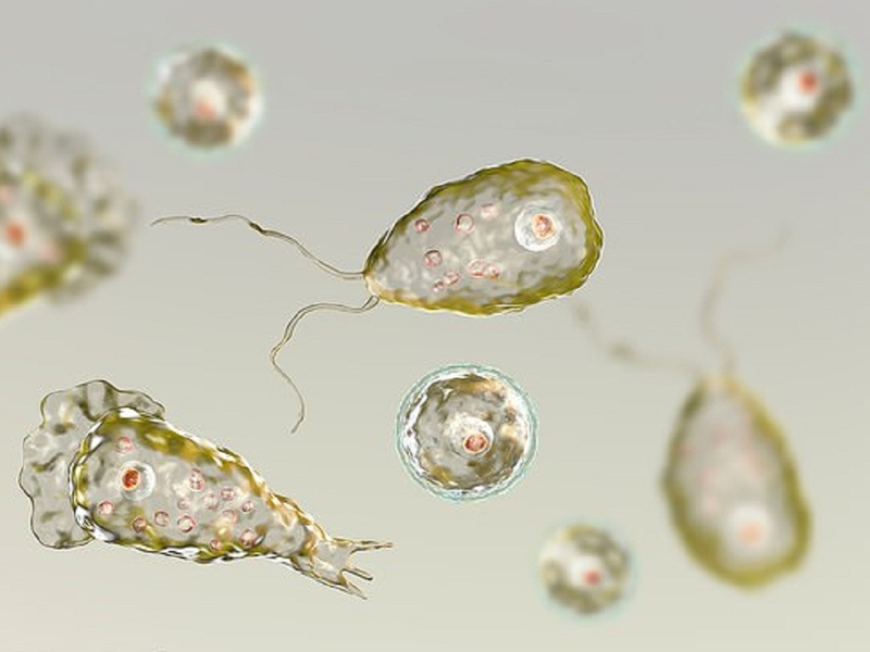 áp xe não do amip 1