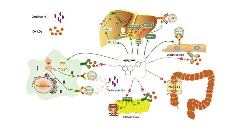 Apigenin là flavonoid tự nhiên có trong nhiều loại thực vật