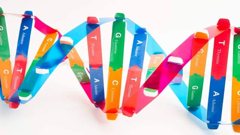 Có bốn loại bazơ trong ARN