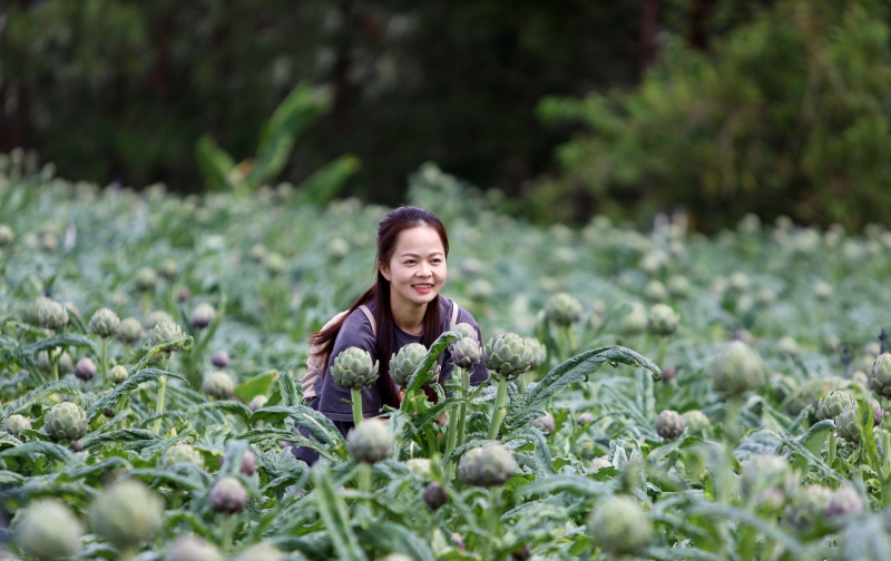Atiso - “thần dược” của lá gan khỏe mạnh 2