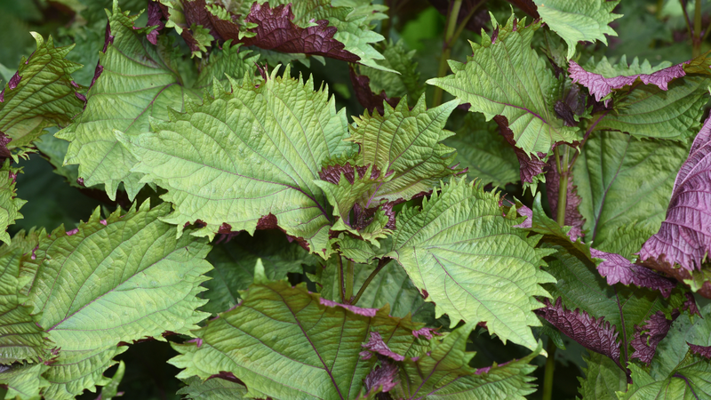 Axit uric cao nên uống các loại nước này 3