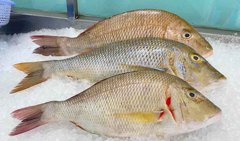 Bà bầu ăn cá gáy được không? Lợi ích của cá gáy với mẹ bầu là gì? 1