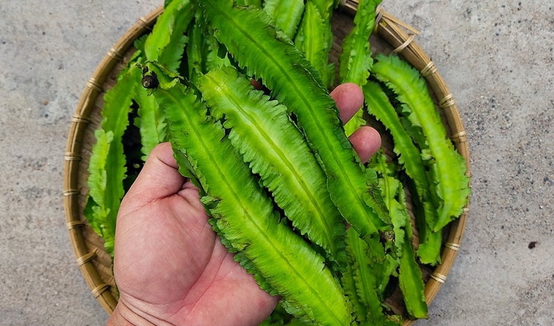 Bà bầu ăn đậu rồng được không và lưu ý khi ăn 1