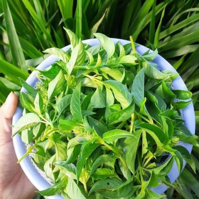 Bà bầu ăn lá é được không? Một số lưu ý dành cho bà bầu khi ăn lẩu lá é 1