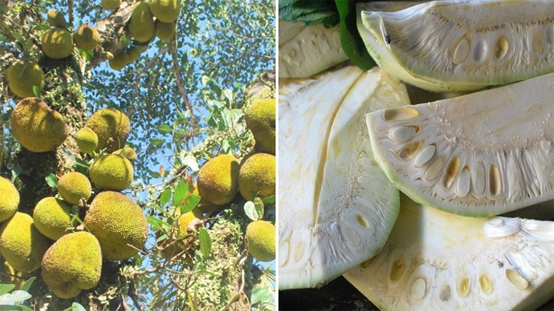 Bà bầu ăn mít non được không? Lợi ích và cảnh báo cho phụ nữ mang thai 1