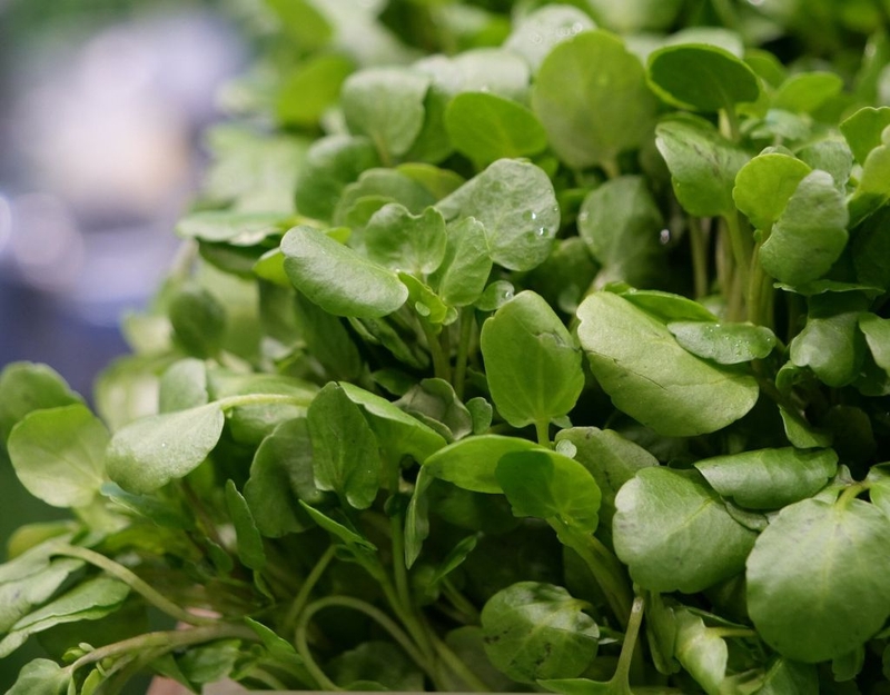 Bà bầu ăn rau cải xoong được không? Loại rau này có lợi ích đặc biệt gì cho sức khỏe? 3