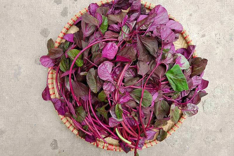 Bà bầu ăn rau dền được không? Lợi ích của rau dền với bà bầu là gì? 4