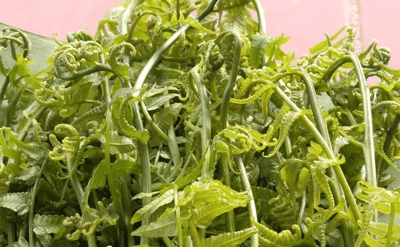 Bà bầu ăn rau dớn được không? Rau dớn có thực sự độc với sức khỏe bà bầu không? 1