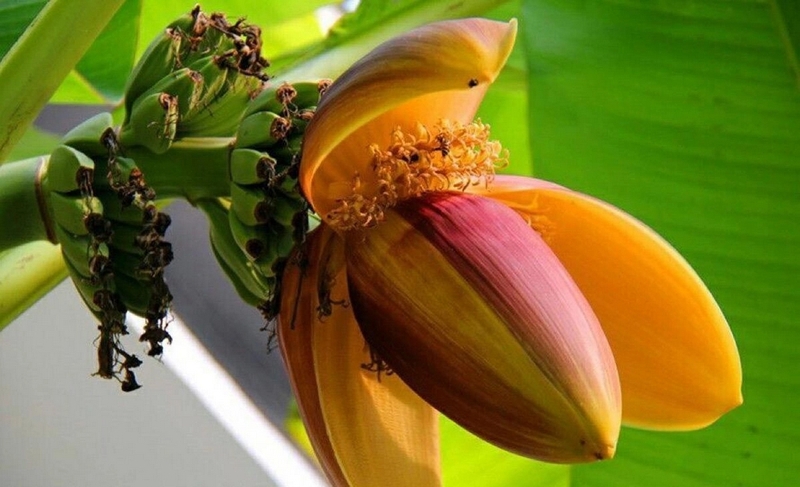 Bà bầu ăn rau hoa chuối được không? Tác dụng của rau hoa chuối đối với thai kỳ 1