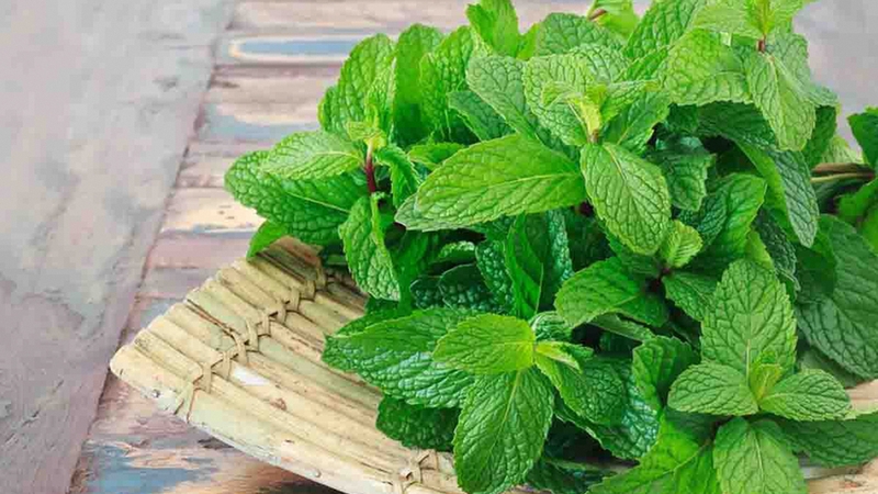 Bà bầu ăn rau húng lủi được không? Những điều bà bầu cần lưu ý khi ăn rau húng lủi 4