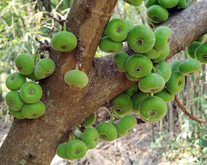 Bà bầu ăn sung muối được không? Những điều cần lưu ý khi bà bầu ăn sung muối 2