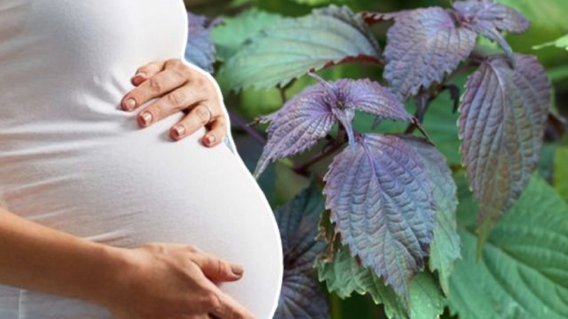 Bà bầu có ăn được lá tía tô không 1