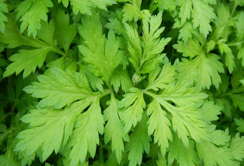 Bà bầu có ăn được ngải cứu không? Những điều bà bầu cần lưu ý khi ăn ngải cứu 1