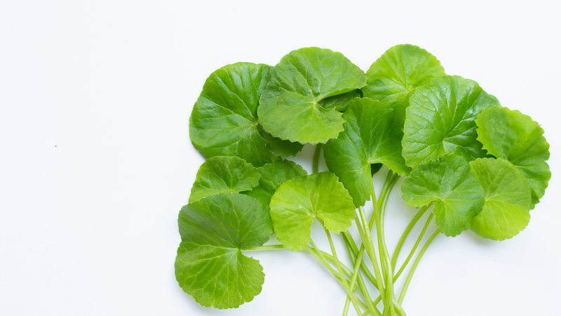 Bà bầu có thể ăn rau má nhưng với liều lượng phù hợp