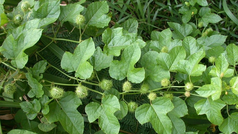 Bà bầu có uống được cây lạc tiên không và phương pháp sử dụng lạc tiên an toàn cho chị em 2