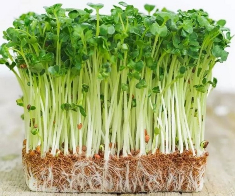 Bà bầu không nên ăn gì? Những thực phẩm nên và không nên ăn trong thời kỳ mang thai 2