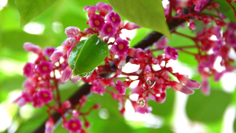 Bà bầu tắm lá khế được không 1