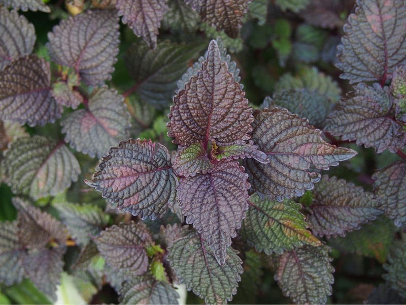 Bà bầu uống cam thảo được không? Lợi ích của cam thảo đối với sức khỏe 4